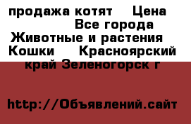 продажа котят  › Цена ­ 15 000 - Все города Животные и растения » Кошки   . Красноярский край,Зеленогорск г.